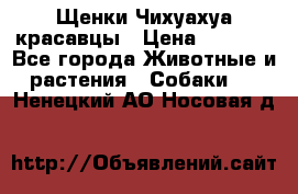 Щенки Чихуахуа красавцы › Цена ­ 9 000 - Все города Животные и растения » Собаки   . Ненецкий АО,Носовая д.